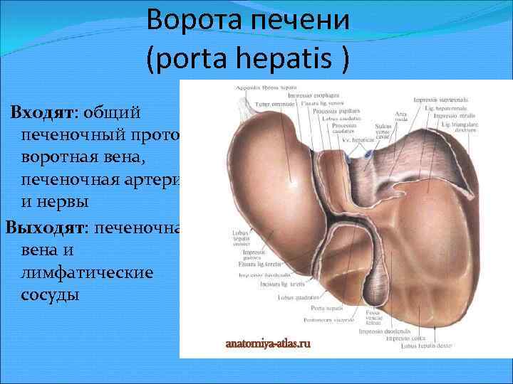 Ворота печени (porta hepatis ) Входят: общий печеночный проток, воротная вена, печеночная артерия и