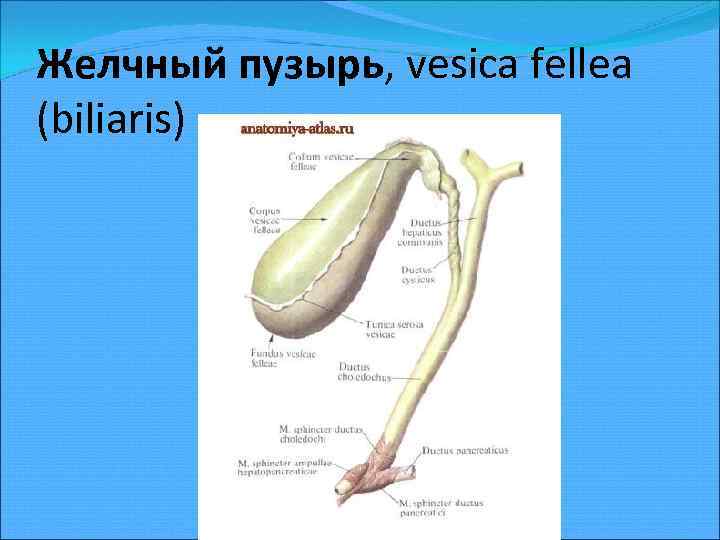 Желчный пузырь, vesica fellea (biliaris) 