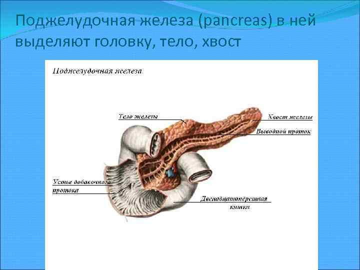 Поджелудочная железа (pancreas) в ней выделяют головку, тело, хвост 