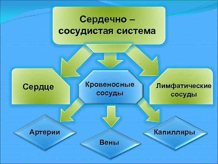 Сердечно – сосудистая система Сердце Кровеносные Лимфатические сосуды Артерии Капилляры Вены 