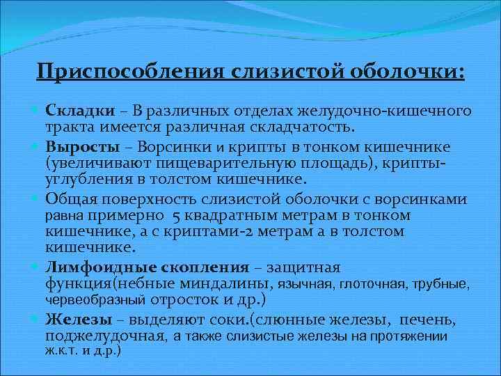 Приспособления слизистой оболочки: Складки – В различных отделах желудочно кишечного тракта имеется различная складчатость.