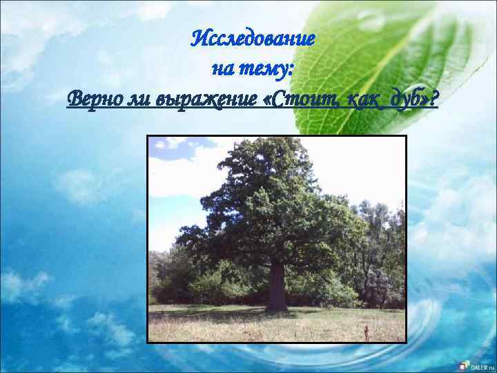 Исследование на тему: Верно ли выражение «Стоит, как дуб» ? 