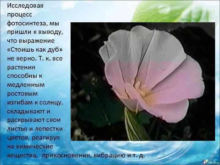 Исследовав процесс фотосинтеза, мы пришли к выводу, что выражение «Стоишь как дуб» не верно.