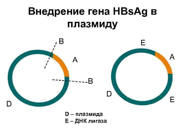 К плазмидам относятся