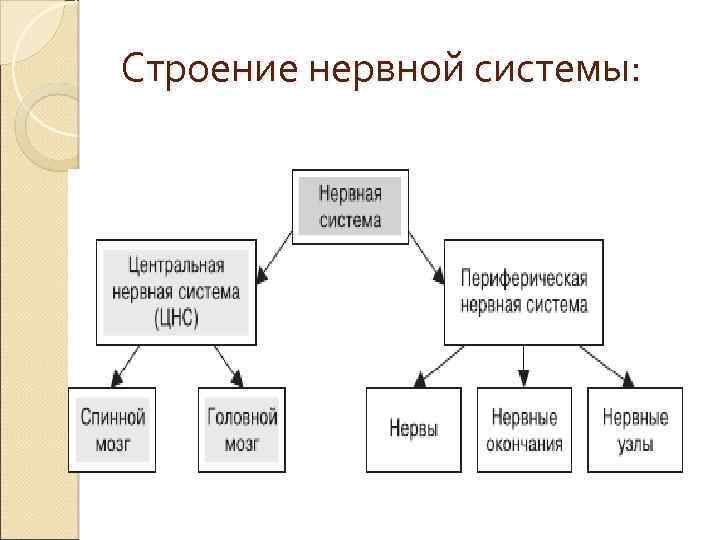 Строение нервной системы: 