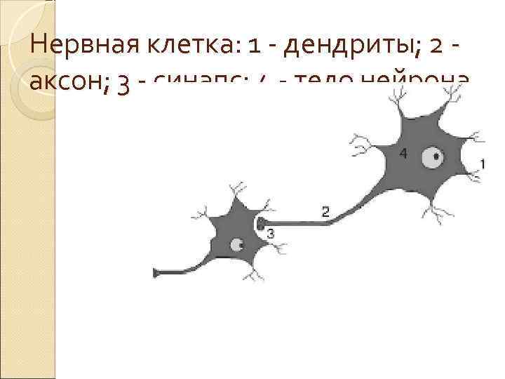 Нервная клетка: 1 - дендриты; 2 аксон; 3 - синапс; 4 - тело нейрона