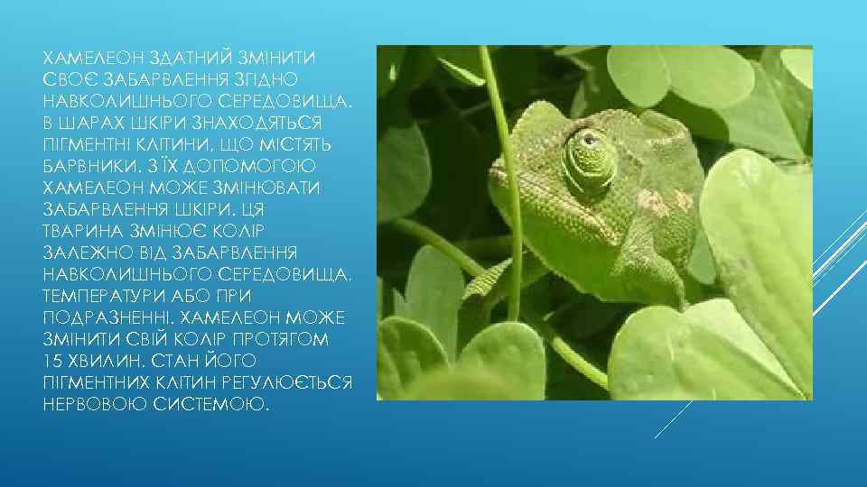 ХАМЕЛЕОН ЗДАТНИЙ ЗМІНИТИ СВОЄ ЗАБАРВЛЕННЯ ЗГІДНО НАВКОЛИШНЬОГО СЕРЕДОВИЩА. В ШАРАХ ШКІРИ ЗНАХОДЯТЬСЯ ПІГМЕНТНІ КЛІТИНИ,