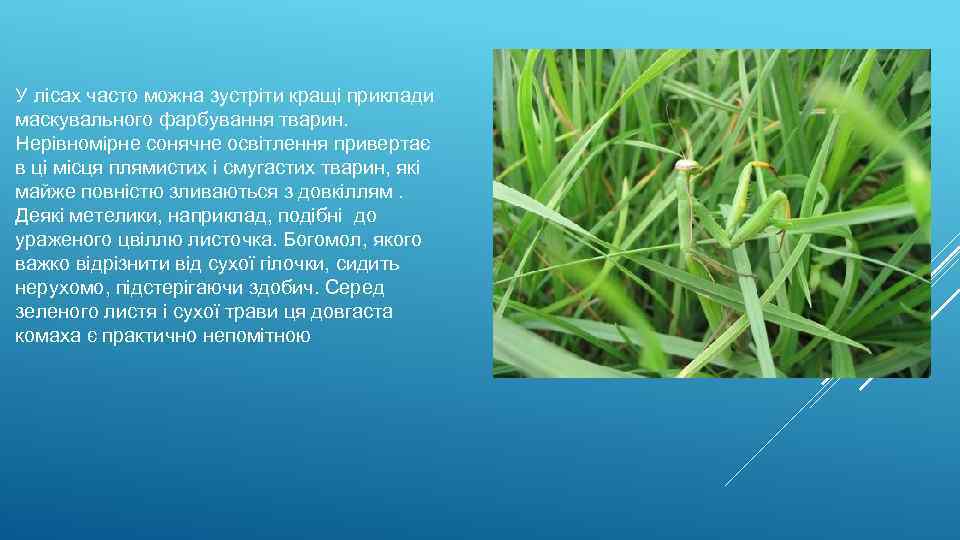 У лісах часто можна зустріти кращі приклади маскувального фарбування тварин. Нерівномірне сонячне освітлення привертає