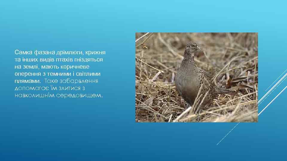 Самка фазана дрімлюги, крижня та інших видів птахів гніздяться на землі, мають коричневе оперення