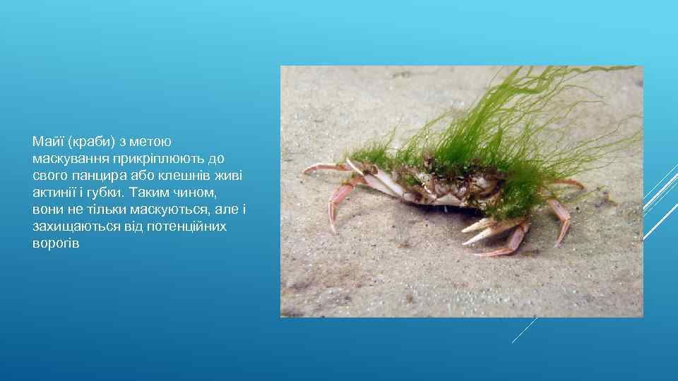 Майї (краби) з метою маскування прикріплюють до свого панцира або клешнів живі актинії і