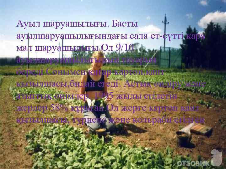 Ауыл шаруашылығы. Басты ауылшаруашылығындағы сала ет-сүтті қара мал шаруашылығы. Ол 9/10 ауылшаруашылығының тауарын береді.