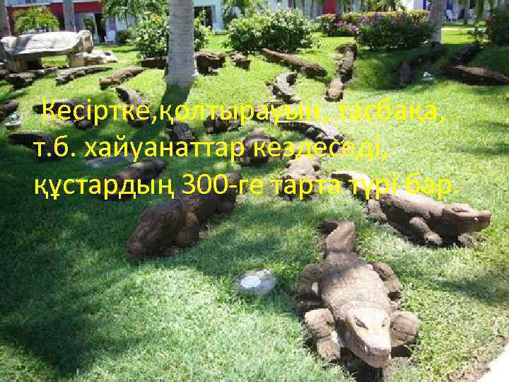  Кесіртке, қолтырауын, тасбақа, т. б. хайуанаттар кездеседі, құстардың 300 -ге тарта түрі бар.