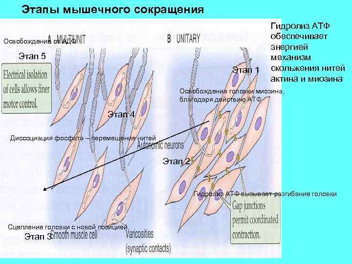 Этапы мышечного сокращения Освобождение от АДФ Этап 5 Этап 1 Гидролиз АТФ обеспечивает энергией