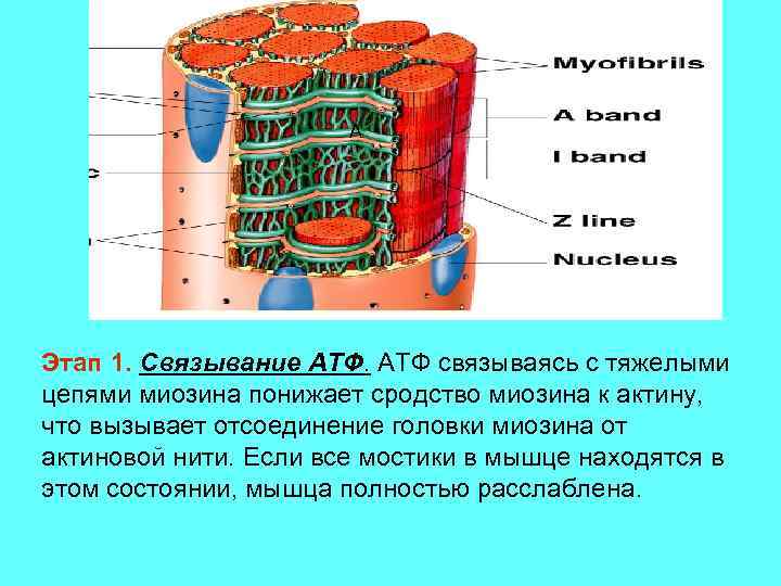 A Этап 1. Связывание АТФ связываясь с тяжелыми цепями миозина понижает сродство миозина к