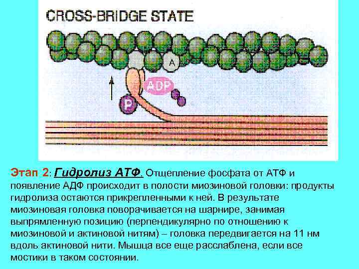 A Этап 2: Гидролиз АТФ. Отщепление фосфата от АТФ и появление АДФ происходит в