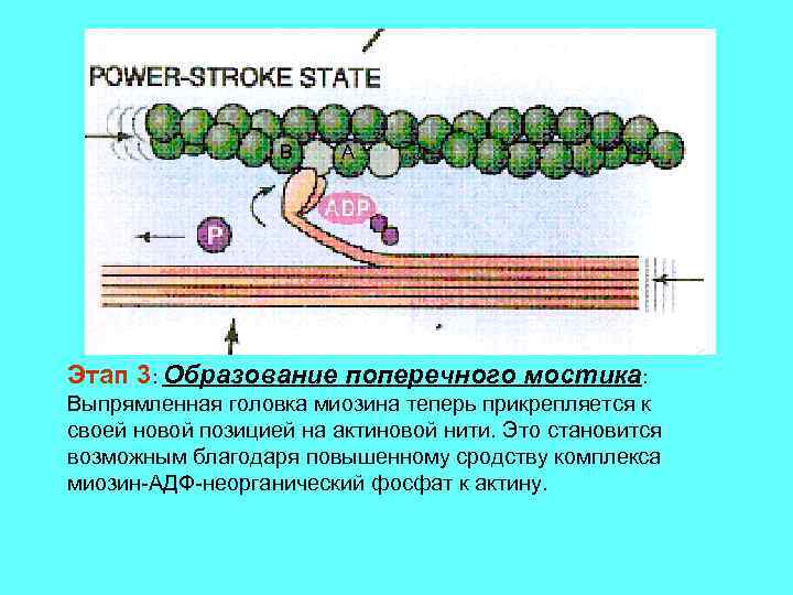 B A Этап 3: Образование поперечного мостика: Выпрямленная головка миозина теперь прикрепляется к своей