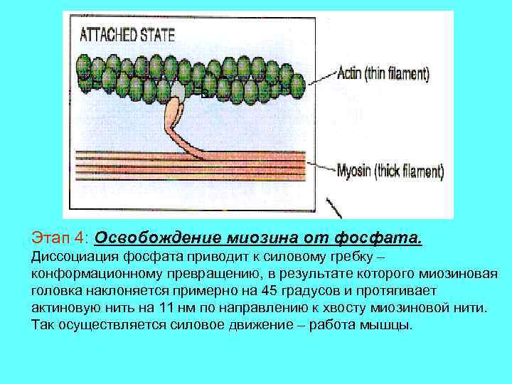 B Этап 4: Освобождение миозина от фосфата. Диссоциация фосфата приводит к силовому гребку –