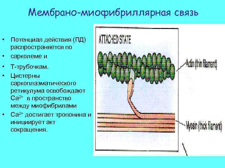 Мембрано-миофибриллярная связь • Потенциал действия (ПД) распространяется по • сарколеме и • Т-трубочкам. •