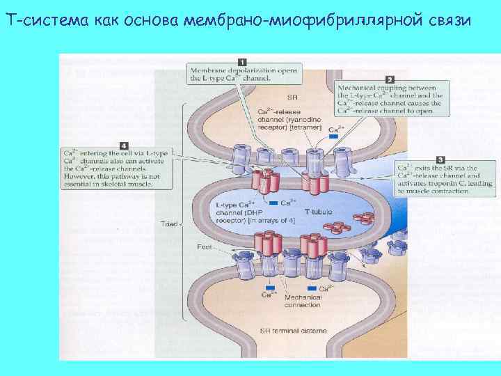 Т-система как основа мембрано-миофибриллярной связи 