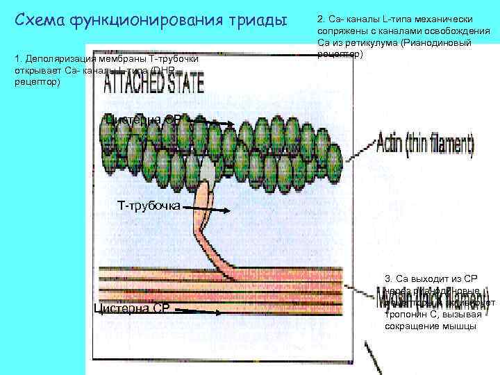 Схема функционирования триады 1. Деполяризация мембраны Т-трубочки открывает Са- каналы L-типа (DHP – рецептор)