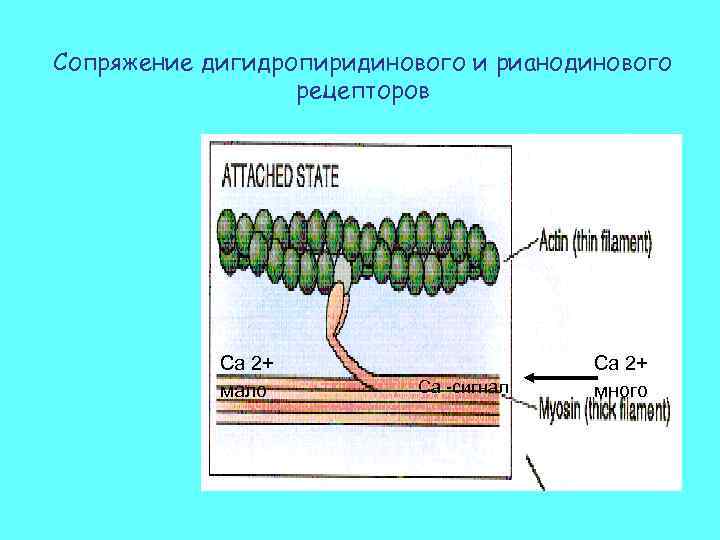 Сопряжение дигидропиридинового и рианодинового рецепторов Ca 2+ мало Са -сигнал Ca 2+ много 