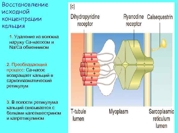 Восстановление первоначального. Кальциевый насос саркоплазматический ретикулум. Na CA Обменник. Ретикулум кальций. Na CA обмен это.