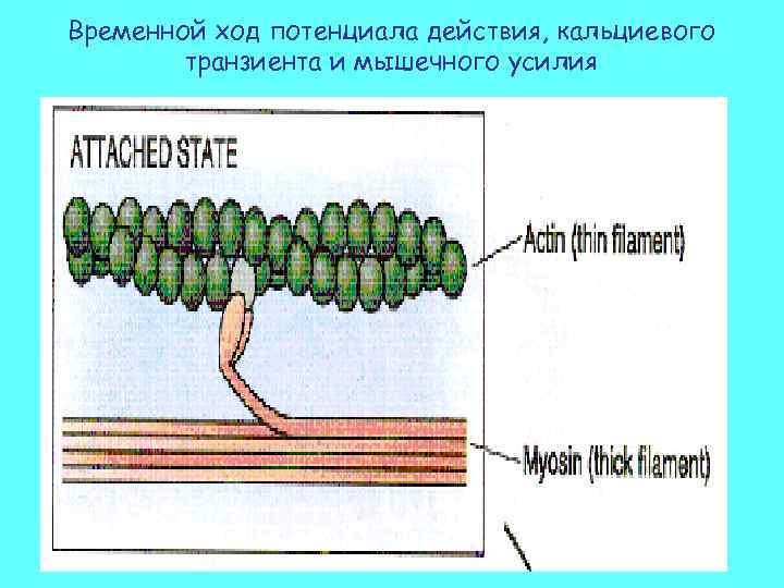 Временной ход потенциала действия, кальциевого транзиента и мышечного усилия 