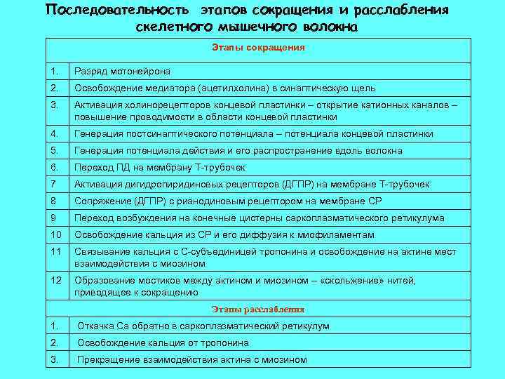 Последовательность этапов сокращения и расслабления скелетного мышечного волокна Этапы сокращения 1. Разряд мотонейрона 2.