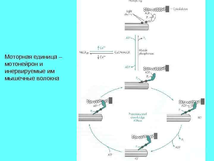 Моторная единица – мотонейрон и инервируемые им мышечные волокна 