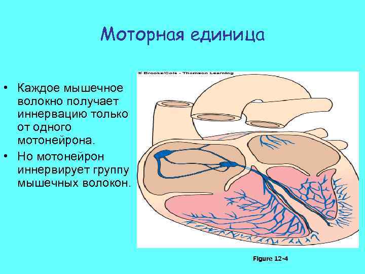 Моторная единица • Каждое мышечное волокно получает иннервацию только от одного мотонейрона. • Но