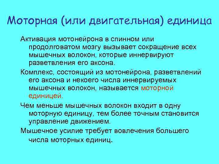 Моторная (или двигательная) единица Активация мотонейрона в спинном или продолговатом мозгу вызывает сокращение всех