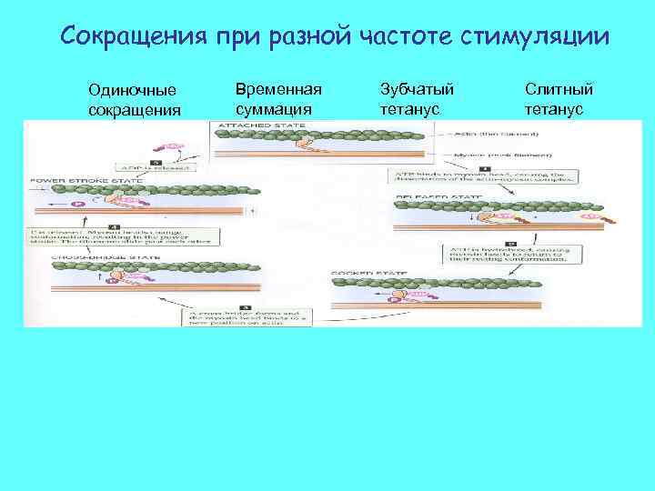 Сокращения при разной частоте стимуляции Одиночные сокращения Временная суммация Зубчатый тетанус Слитный тетанус 