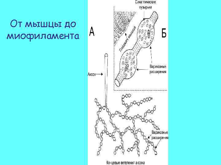 От мышцы до миофиламента 