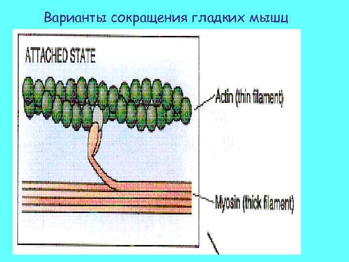 Варианты сокращения гладких мышц 