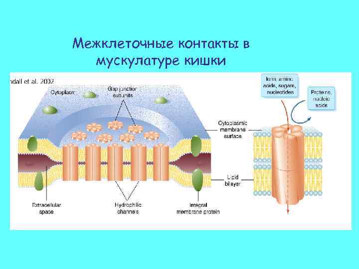 Межклеточные контакты в мускулатуре кишки 