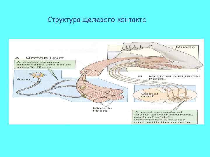 Структура щелевого контакта 