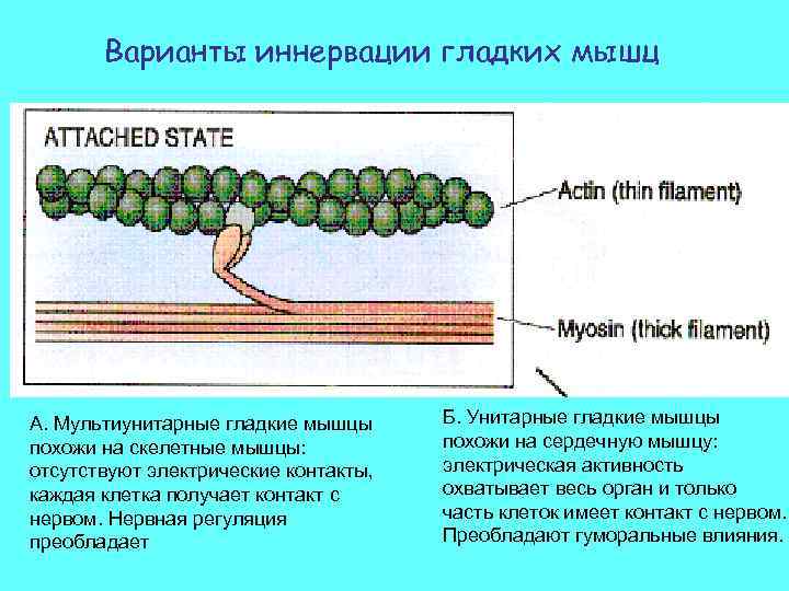 Варианты иннервации гладких мышц А. Мультиунитарные гладкие мышцы похожи на скелетные мышцы: отсутствуют электрические