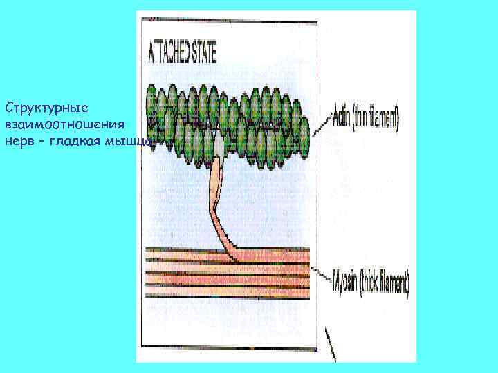 Структурные взаимоотношения нерв – гладкая мышца 