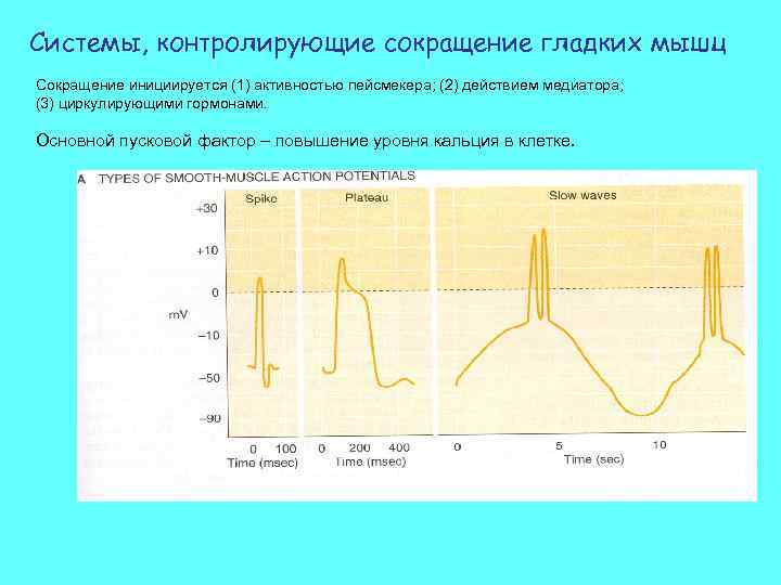 Сокращение гладкой. Потенциал действия гладких мышц. Система контролирующая сокращение гладких мышц. Сокращение гладких мышц инициируется. Характер сокращения гладкой мышцы.