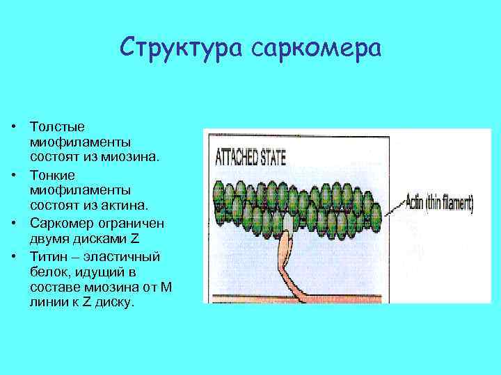 Структура саркомера • Толстые миофиламенты состоят из миозина. • Тонкие миофиламенты состоят из актина.