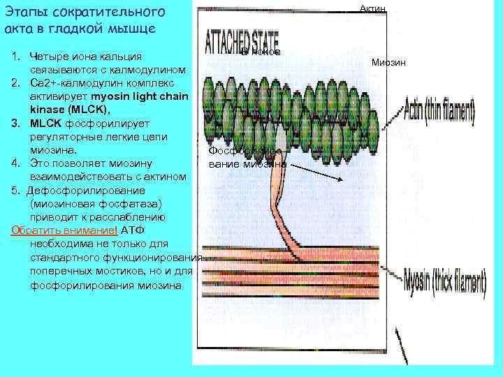 Этапы сократительного акта в гладкой мышце В покое 1. Четыре иона кальция связываются с