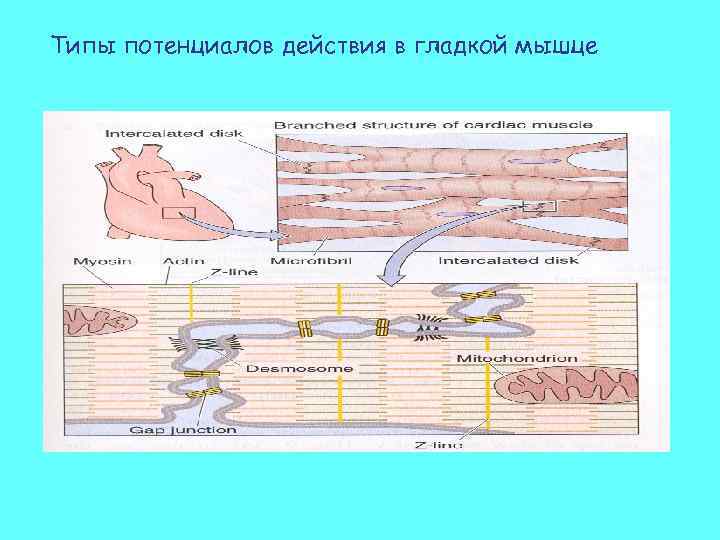 Типы потенциалов действия в гладкой мышце 