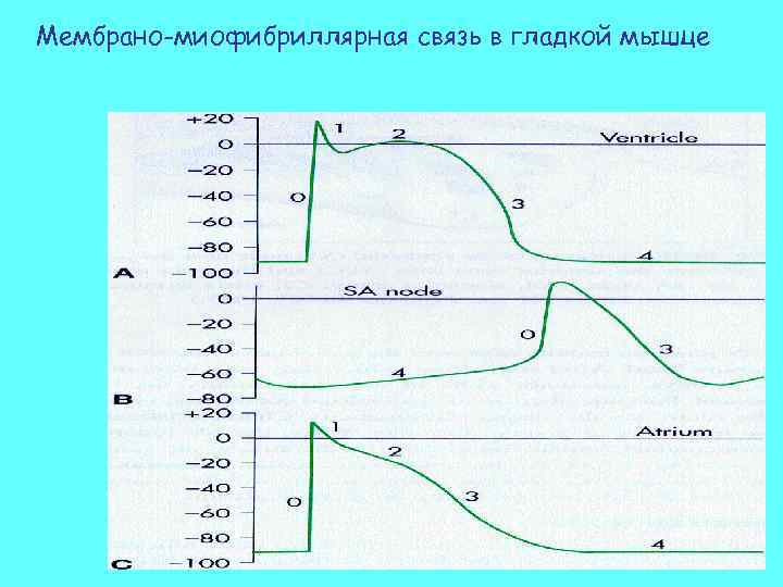 Мембрано-миофибриллярная связь в гладкой мышце 