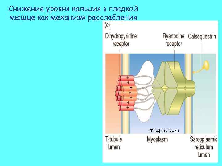 Снижение уровня кальция в гладкой мышце как механизм расслабления Фосфоламбин 