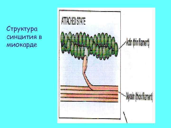 Структура синцития в миокарде 