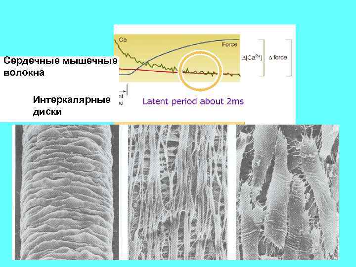 Сердечные мышечные волокна Интеркалярные диски 