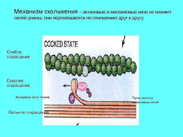 Механизм скольжения – актиновые и миозиновые нити не меняют своей длины, они перемещаются по