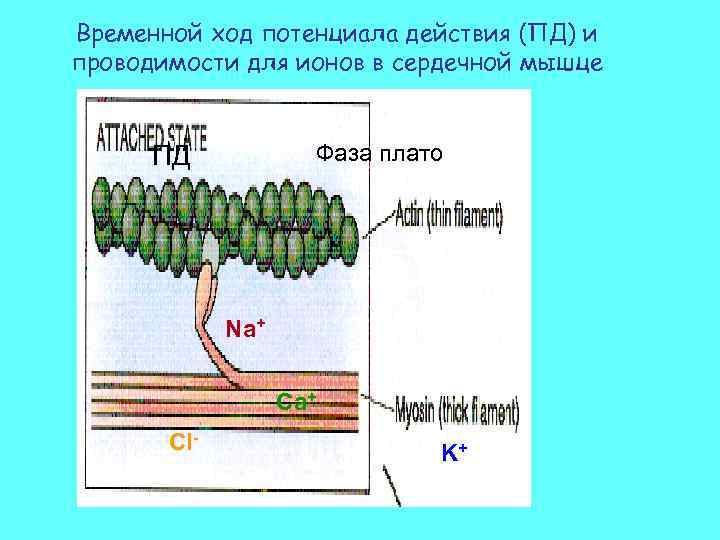 Временной ход потенциала действия (ПД) и проводимости для ионов в сердечной мышце Фаза плато