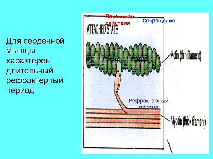 Потенциал действия Сокращение Для сердечной мышцы характерен длительный рефрактерный период Рефрактерный период 