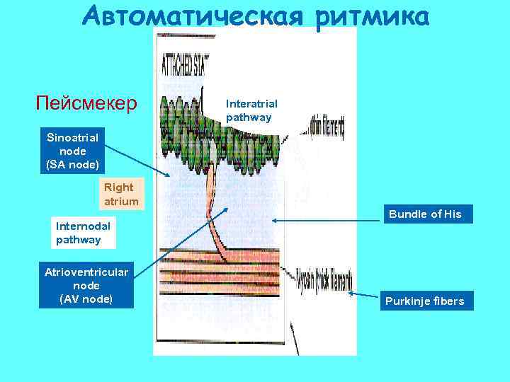 Автоматическая ритмика Пейсмекер Interatrial pathway Sinoatrial node (SA node) Right atrium Internodal pathway Atrioventricular